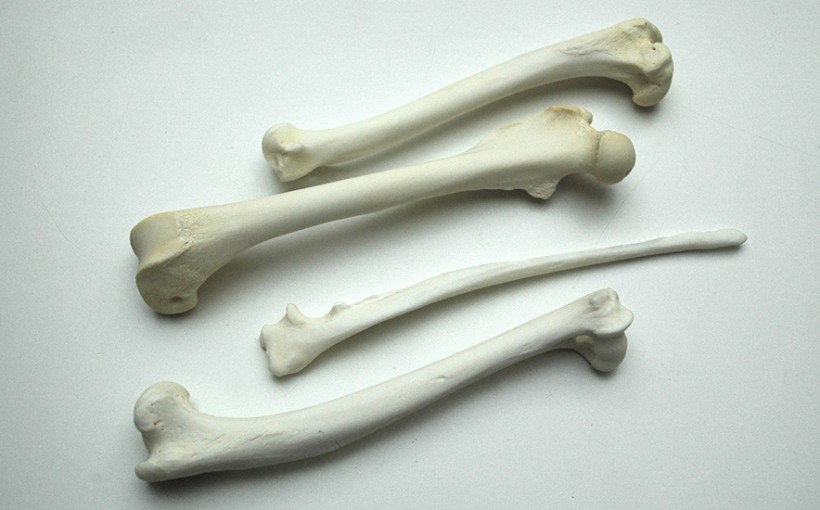 Knochen - Beinknochen