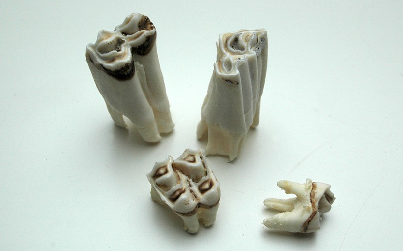 Zähne - Huftiere